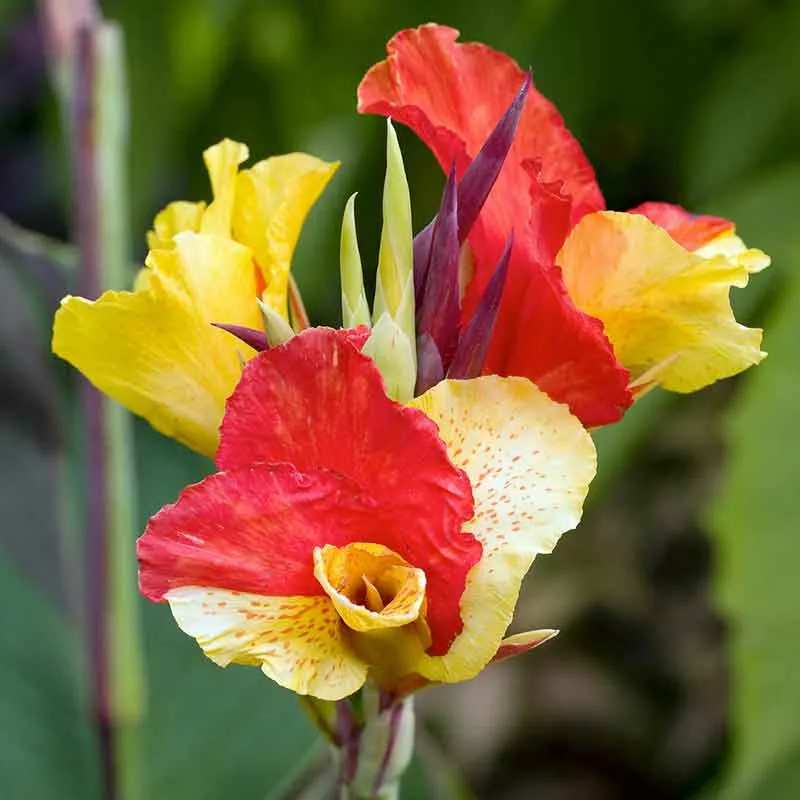 VEGSOW Canna Lily Bulbs - Cleopatra