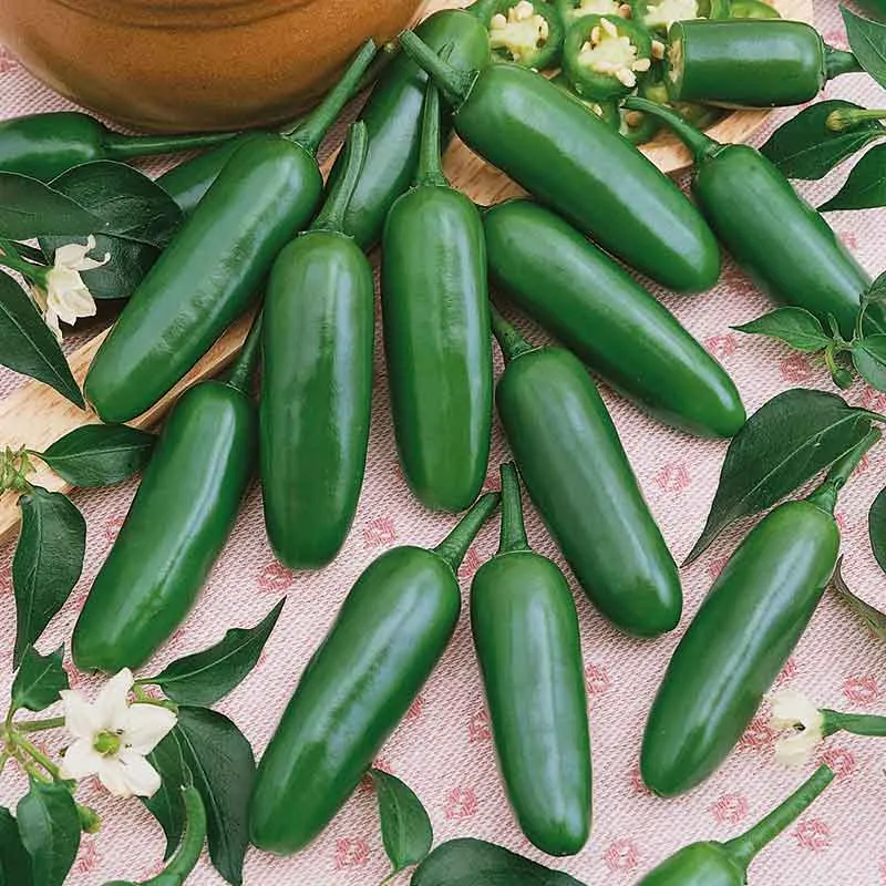 VEGSOW Serrano Hot Pepper Seeds - Non-GMO Heirloom Vegetable Seeds