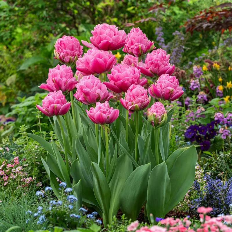 VEGSOW Strawberry Cream Tulip Bulbs - Spring Flowering Perennial