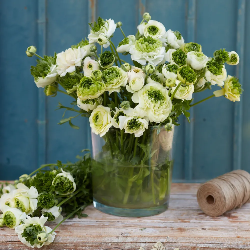 VEGSOW Ranunculus Bulbs - Super Green White