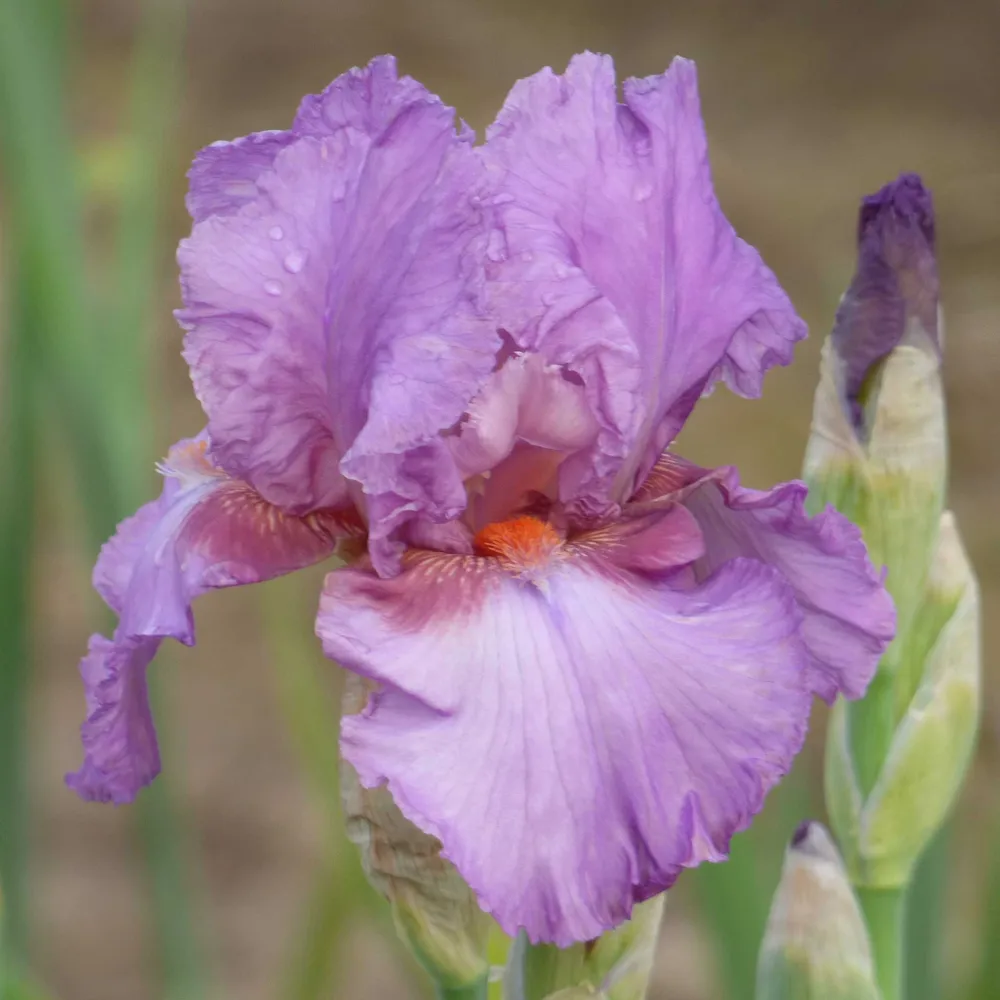 VEGSOW Persian Berry Bearded Iris Bulbs - Perennial Flower Rhizomes