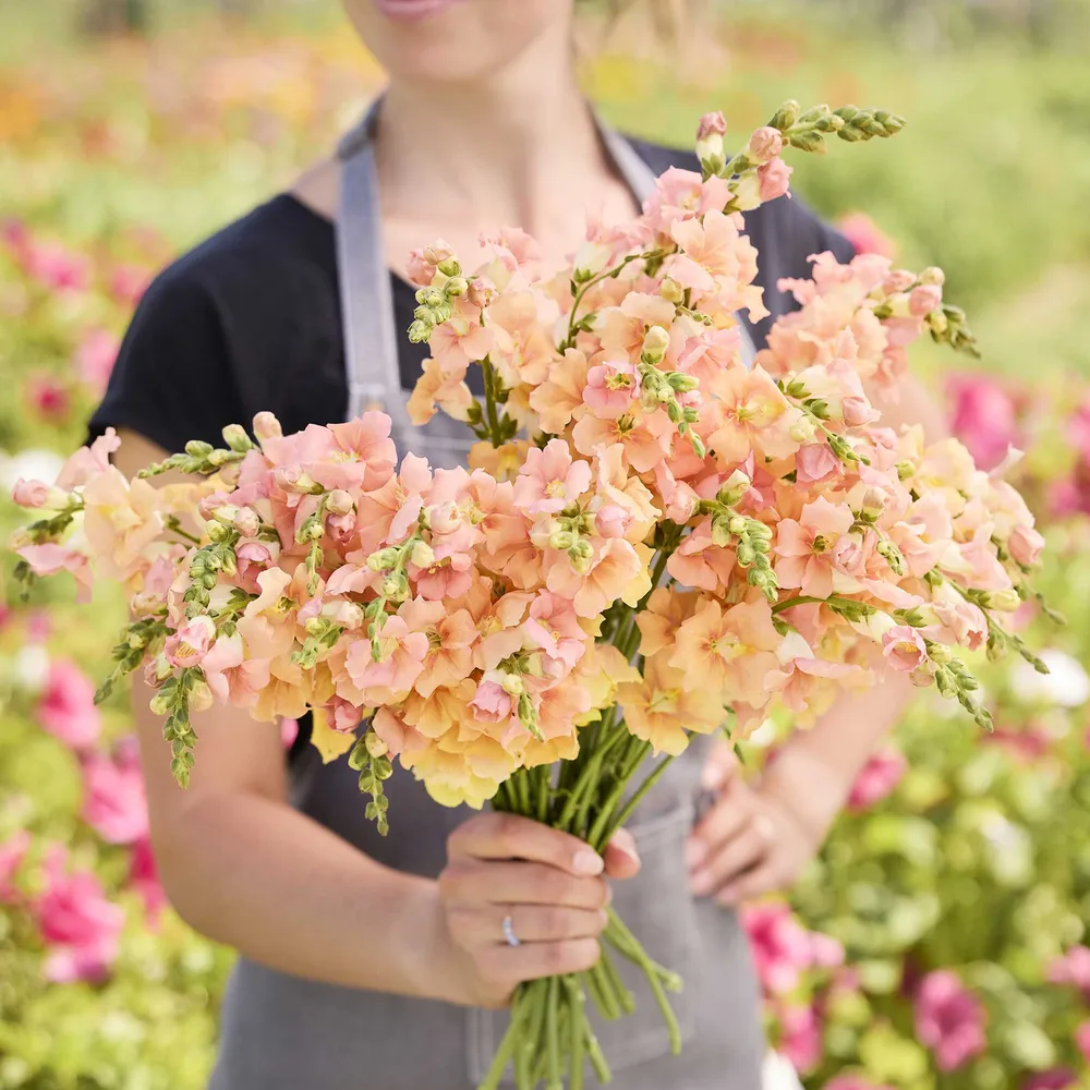 VEGSOW Snapdragon Seeds - Chantilly Light Salmon