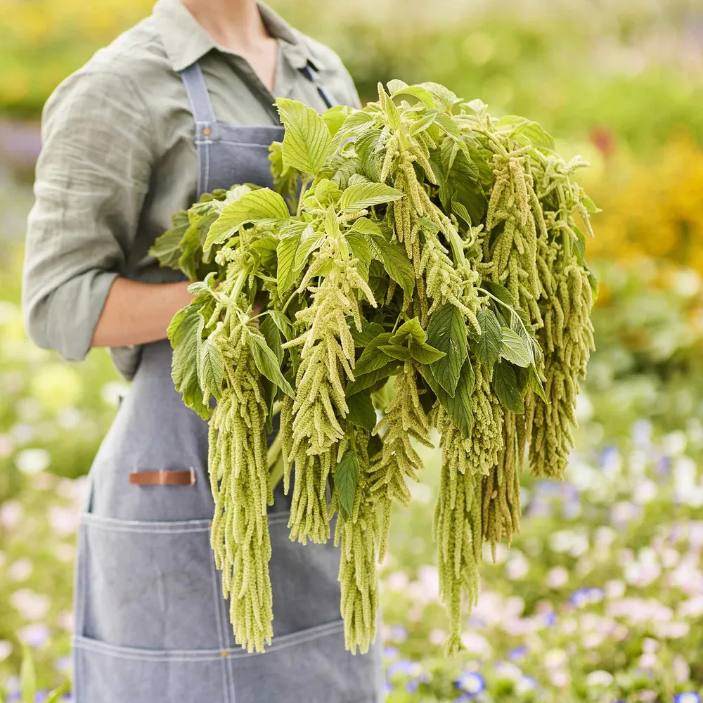 VEGSOW Amaranthus Seeds - Viridis