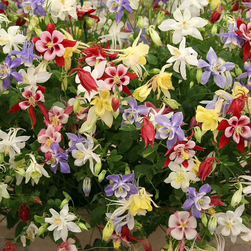 McKana Giant Columbine Seeds - Aquilegia Hybrid Mix