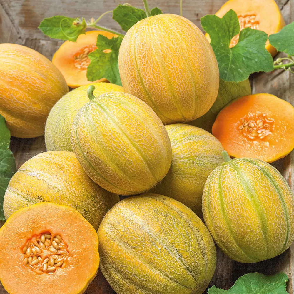 VEGSOW Minnesota Midget Melon Seeds - Compact Heirloom Cantaloupe for Home Gardens