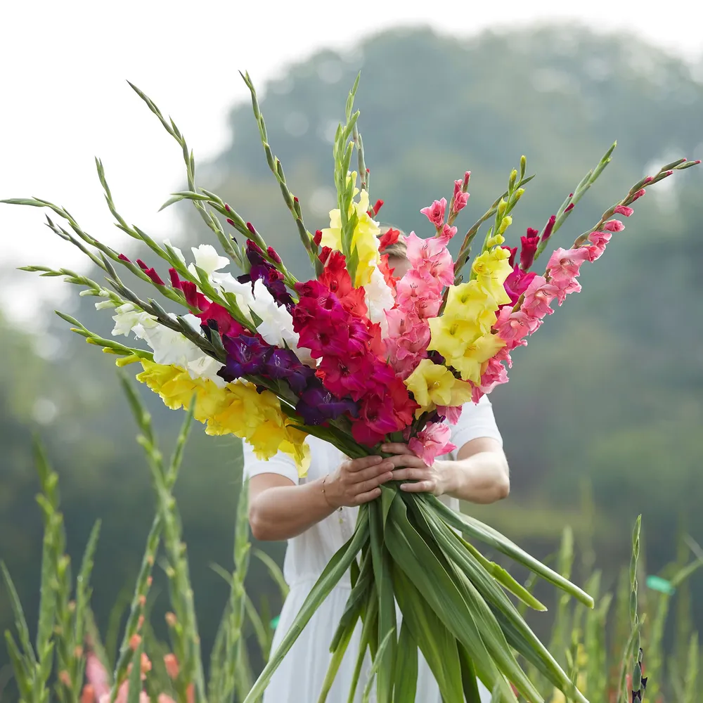 VEGSOW Gladiolus Flower Bulbs - Mixed Varieties