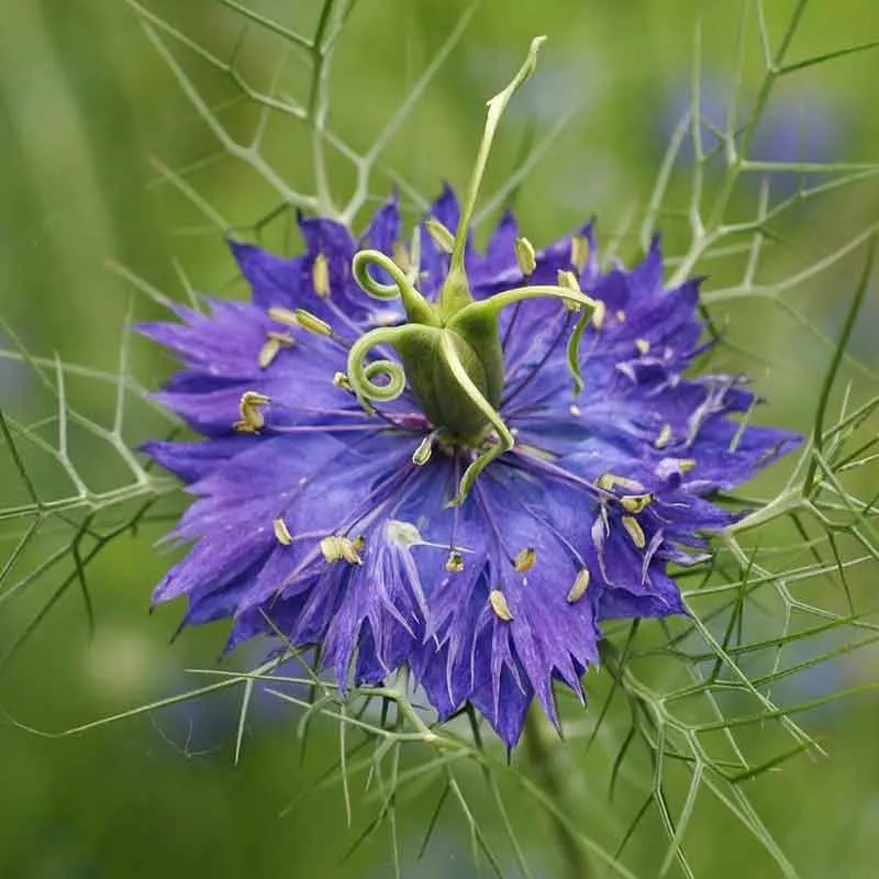 VEGSOW Love in a Mist Seeds - Persian Jewels Indigo Blue