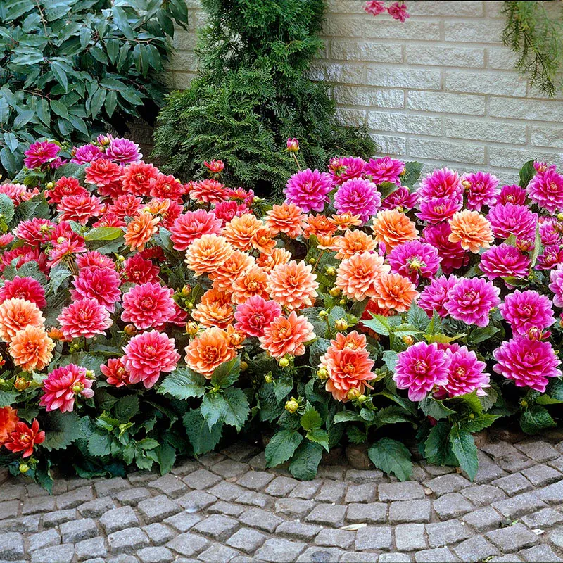 VEGSOW Dahlia Tubers - Border Mix Assorted Flowering Bulbs
