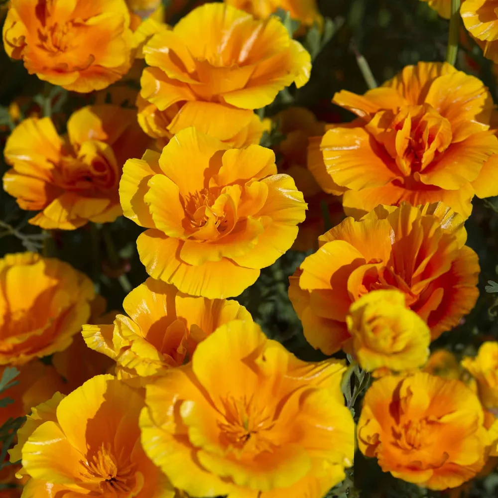 VEGSOW California Poppy Seeds - Yukon Gold