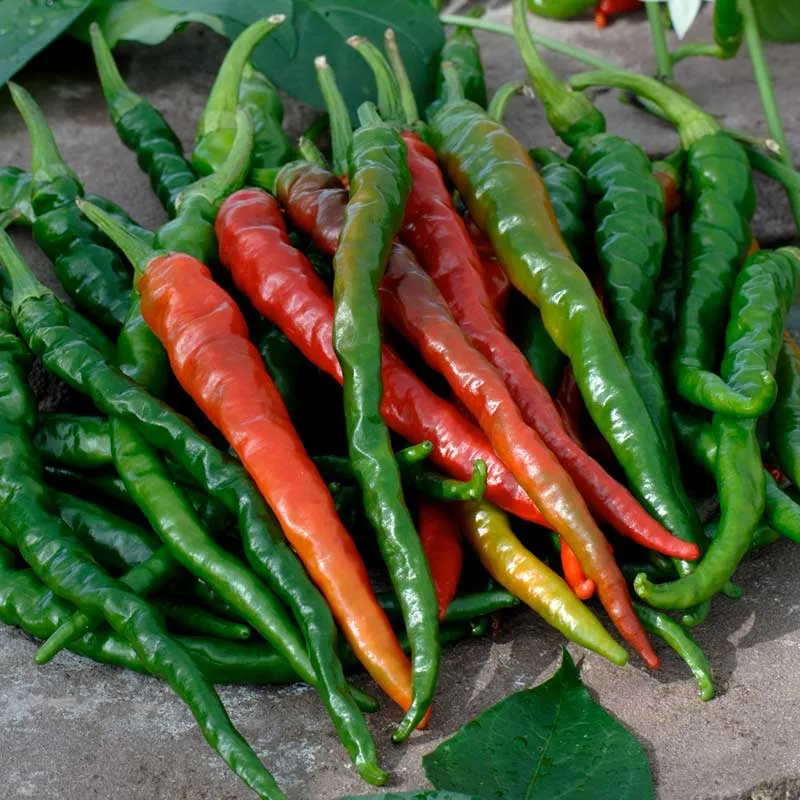 VEGSOW Organic Cayenne Long Red Thin Pepper Seeds