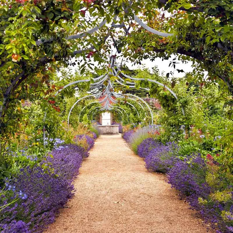 VEGSOW Lavender Seeds - Munstead Variety
