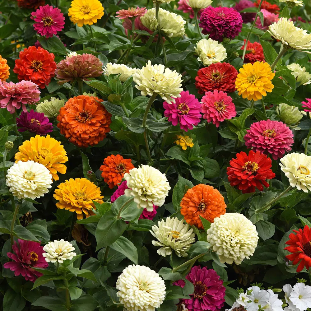 VEGSOW State Fair Mix Zinnia Seeds - Tall Heirloom Flower Seeds