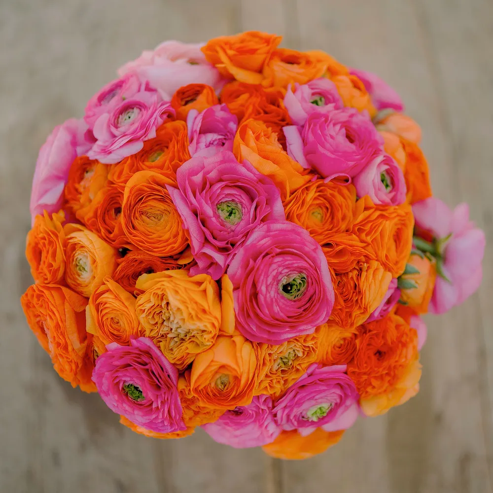 VEGSOW Ranunculus Bulbs - Pink Clementine Mix