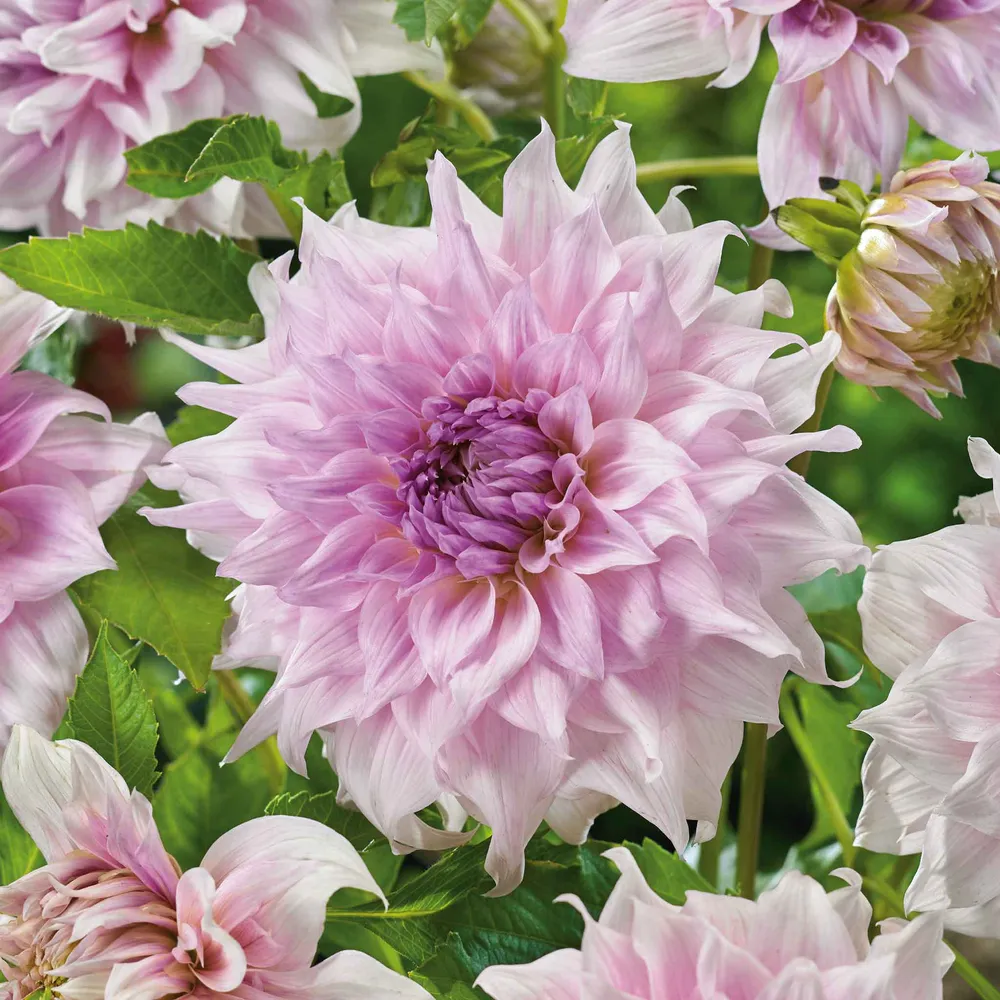 VEGSOW Dinnerplate Dahlia Tubers - Shiloh Noelle