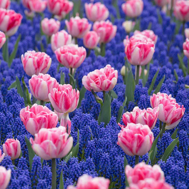 VEGSOW Tulip & Muscari Collection - Seasonal Flower Bulb Set