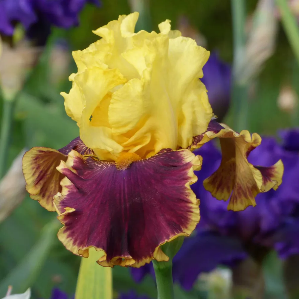 VEGSOW Re-Blooming Bearded Iris Bulbs - Vintage Charm