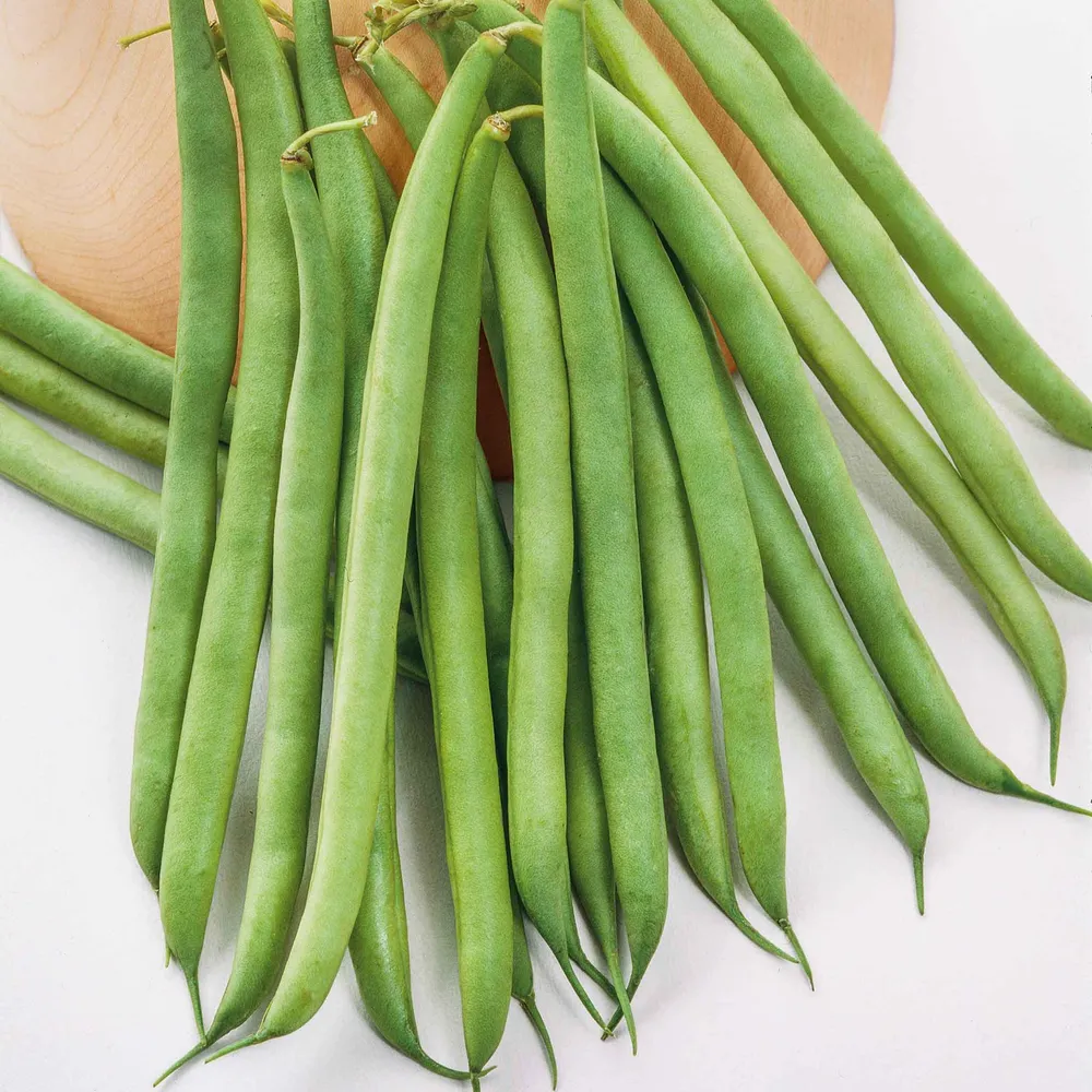 VEGSOW Greencrop Bush Bean Seeds - High-Yield Vegetable Garden Seeds