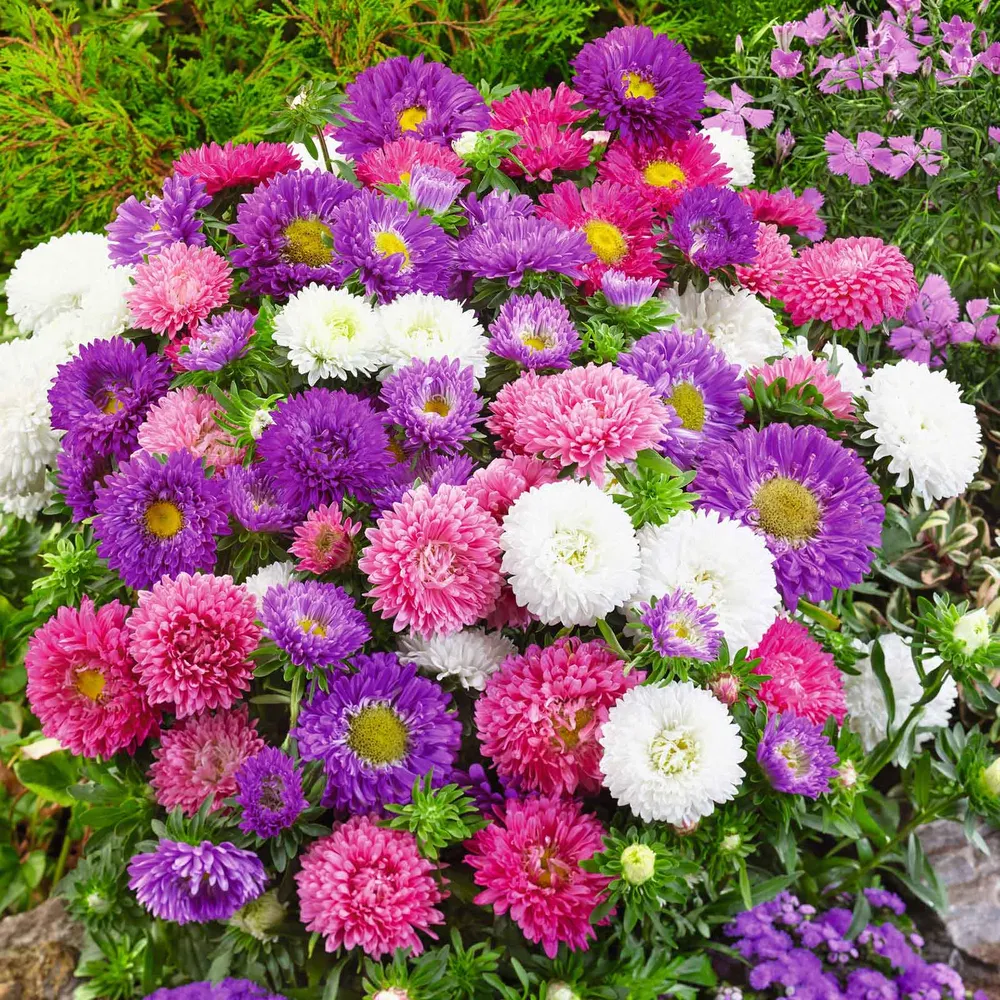 VEGSOW Aster Seeds (Dwarf) - Colour Carpet Mix