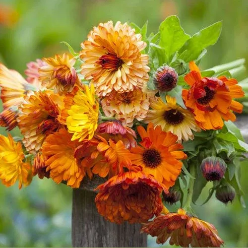 VEGSOW Calendula Seeds - Sunset Mix