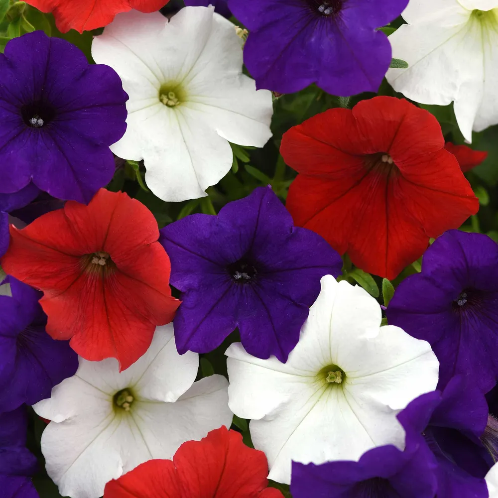 Petunia Seeds - Easy Wave The Flag Mix - Spreading Annual Flower Seeds