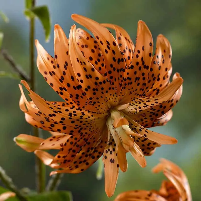 VEGSOW Double Tiger Lily Bulbs - Perennial Flowering Garden Bulbs
