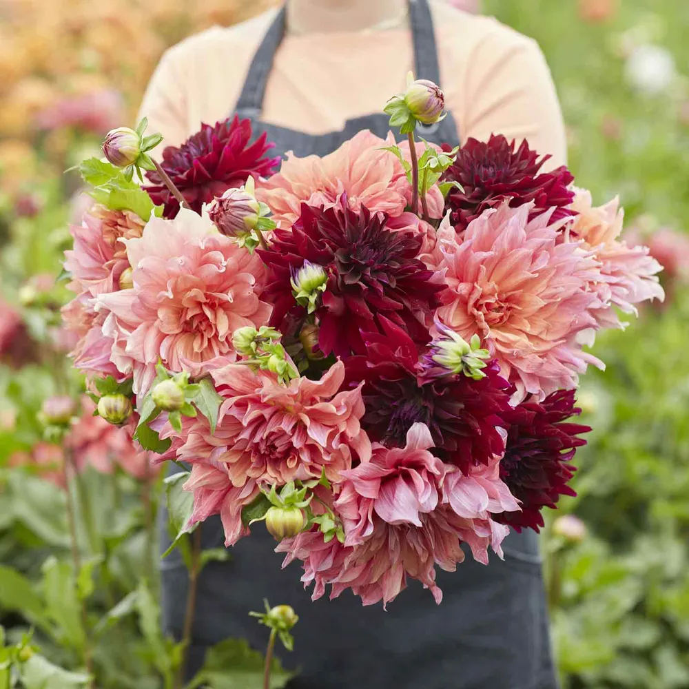 Dahlia Tubers - Antique Blush Mix, Heirloom Flower Bulbs for Garden Planting