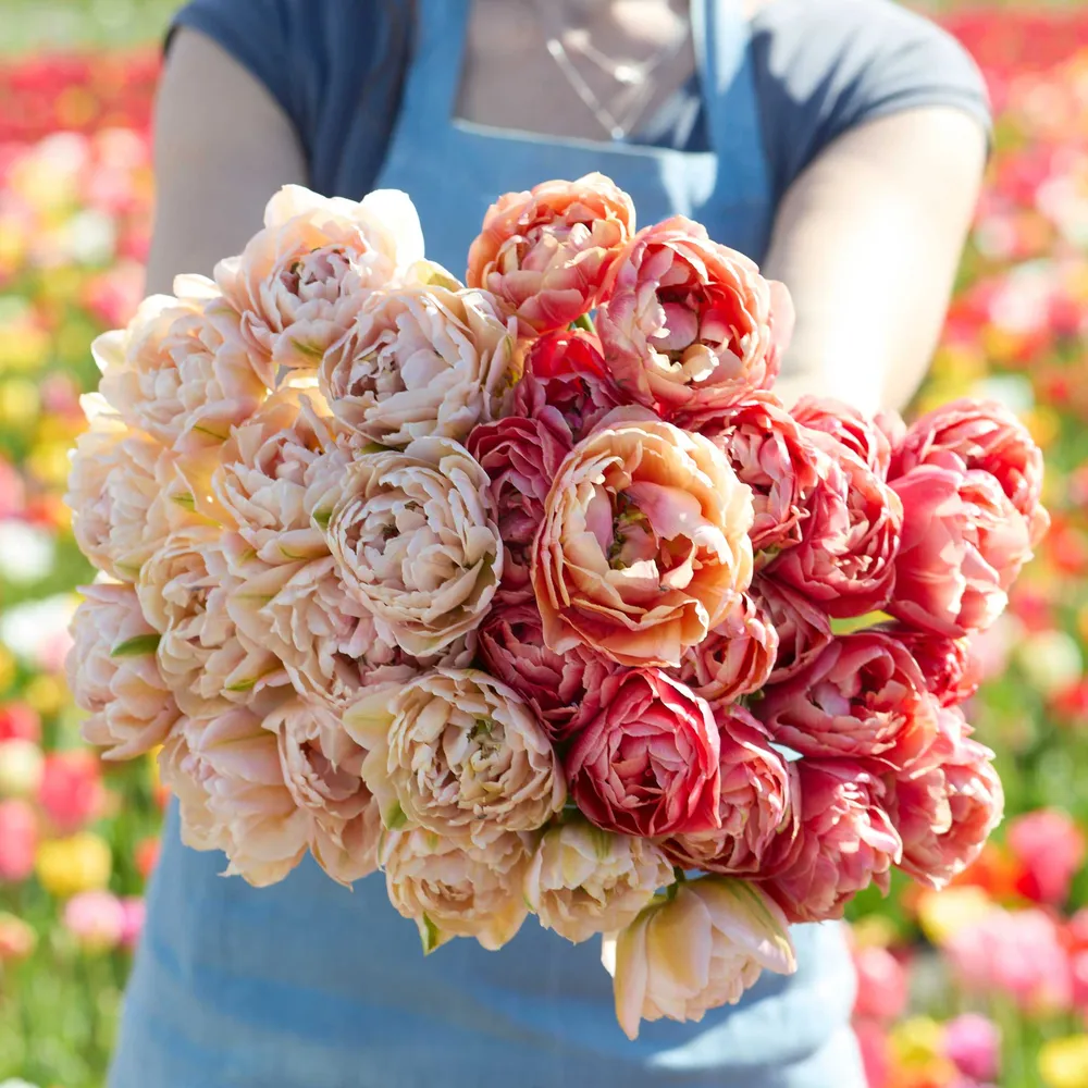 VEGSOW Tulip Bundle - Copper Image & Pink Mist