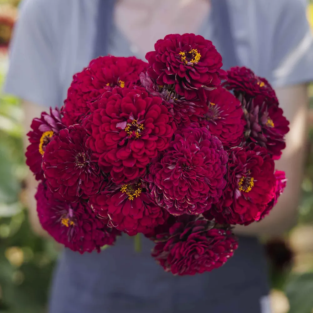 VEGSOW Benary's Giant Wine Zinnia Seeds - Tall Double-Bloom Cut Flowers