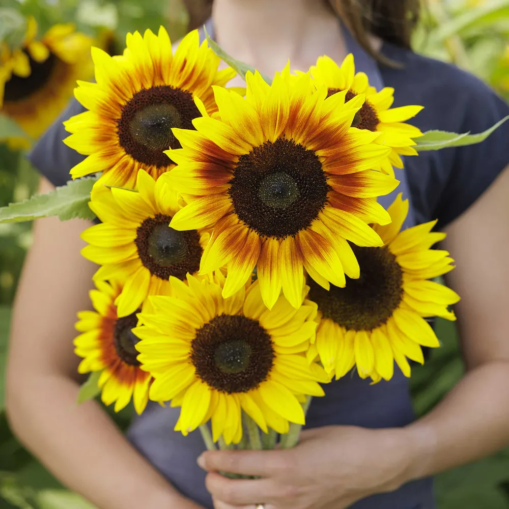 VEGSOW Sunflower Seeds - Solar Power Variety