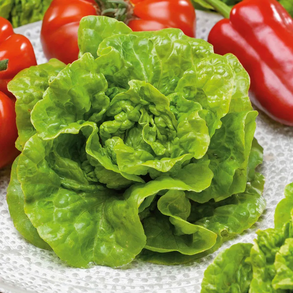 VEGSOW Buttercrunch Lettuce Seeds - Heirloom Vegetable Seeds for Home Gardening