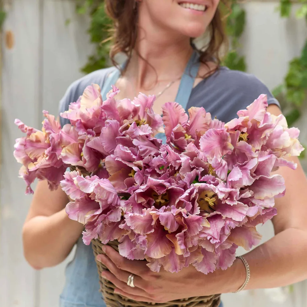 VEGSOW Tulip Bulbs - Premium Spring Flowering Bulbs