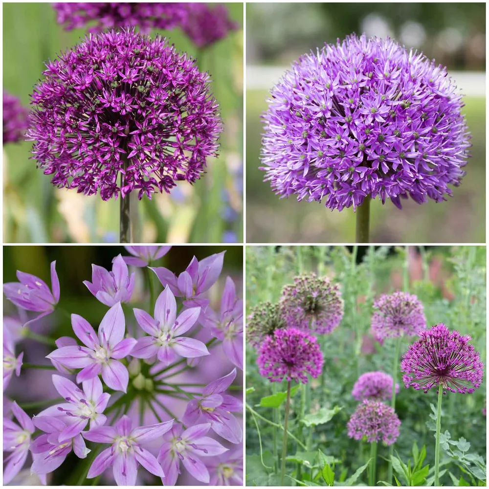 VEGSOW Allium Bulbs - Graceful Mix