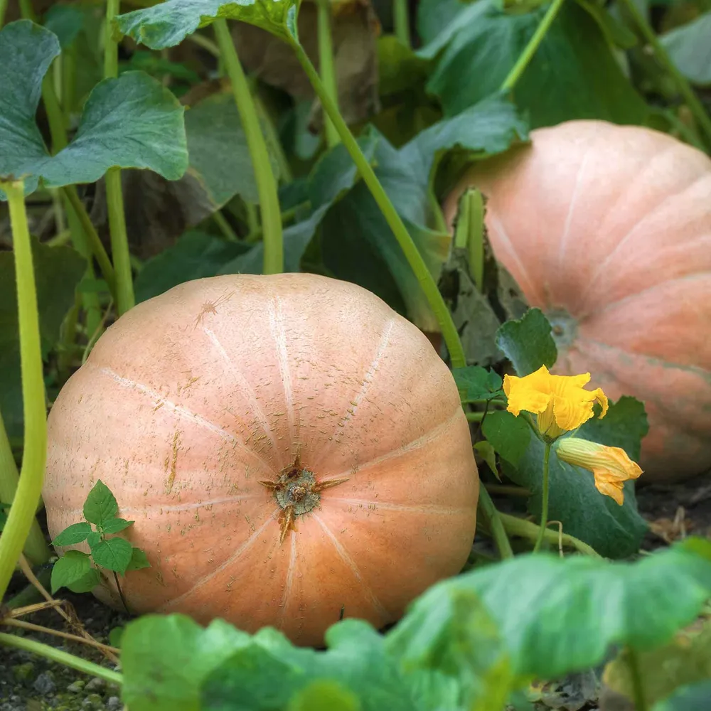 VEGSOW Mammoth Gold Pumpkin Seeds - Heirloom Large Variety