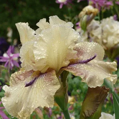 VEGSOW Bearded Iris Bulbs - Thornbird Variety