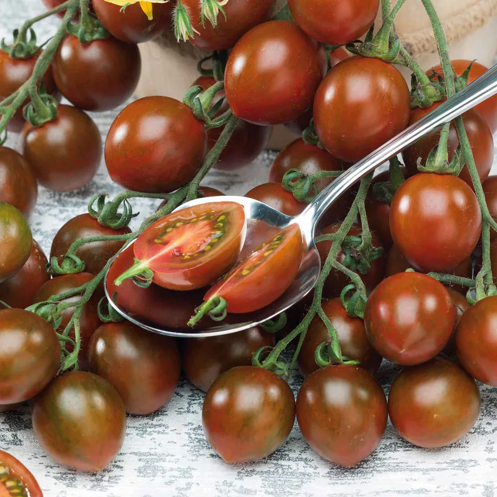 VEGSOW Chocolate Sprinkles Tomato Seeds - Heirloom Vegetable Seeds for Home Gardening