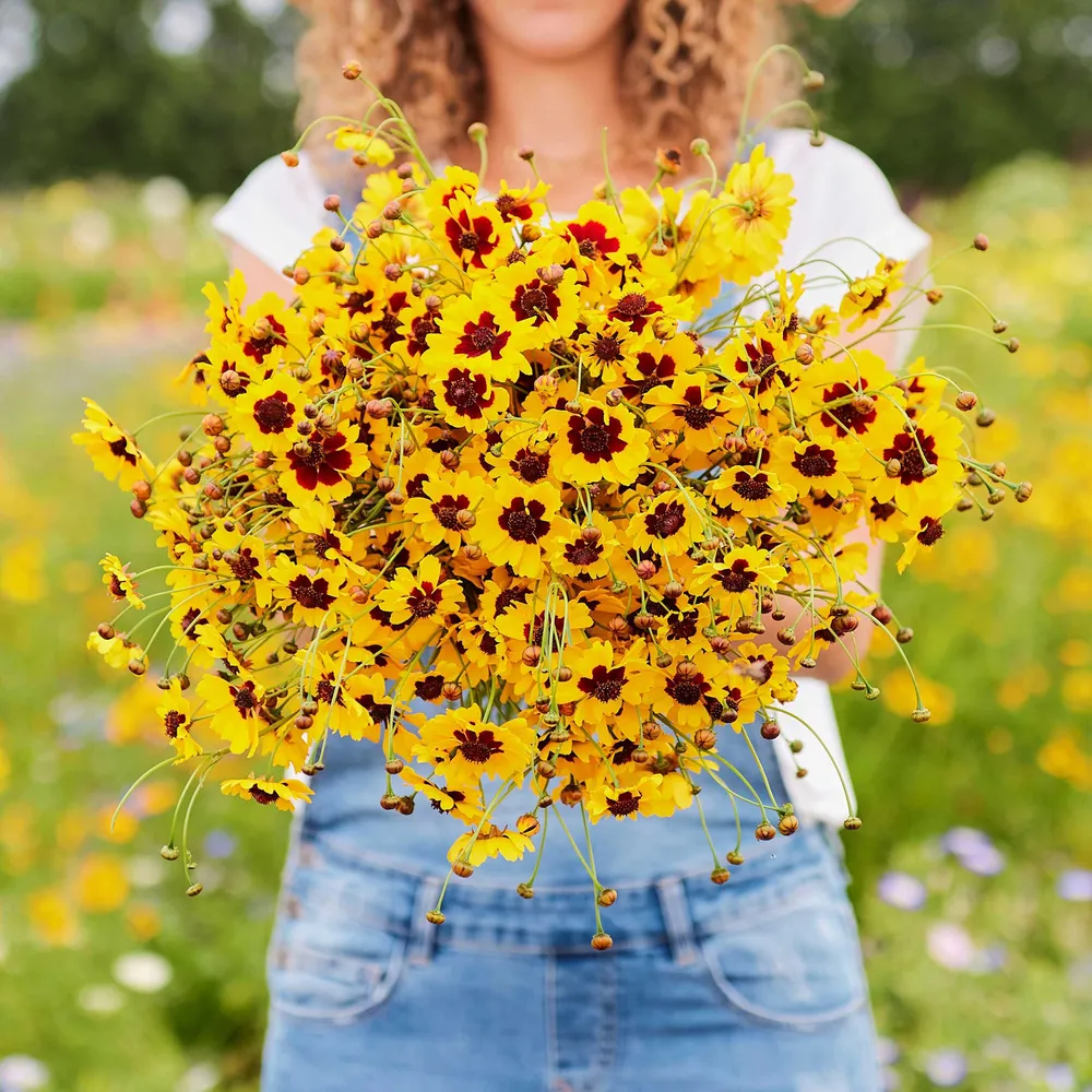 VEGSOW Plains Coreopsis Seeds - Mixed Color Wildflower Seeds