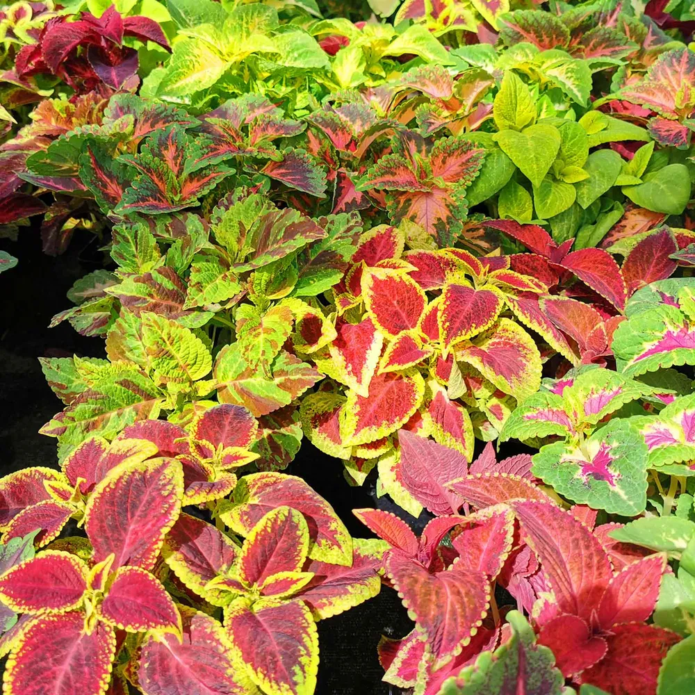 VEGSOW Coleus Blumei Seeds - Rainbow Mix Vibrant Foliage