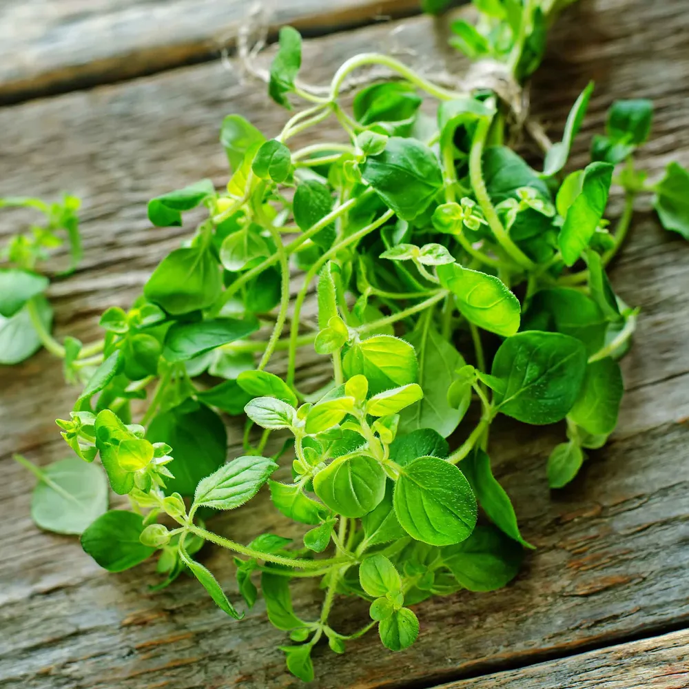 VEGSOW Common Oregano Seeds - Heirloom Culinary Herb Seeds for Home Gardens