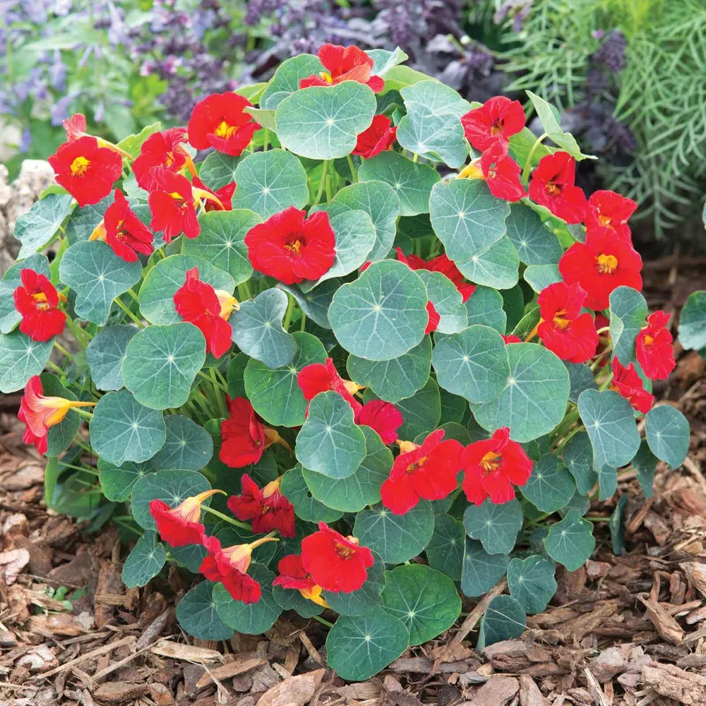 VEGSOW Baby Red Nasturtium Seeds - Heirloom Flower Seeds