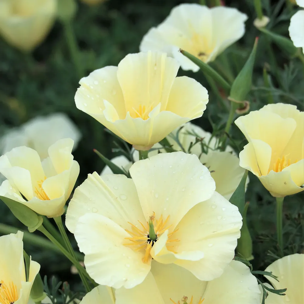 VEGSOW California Poppy Seeds - Alba (White Flowering Eschscholzia)