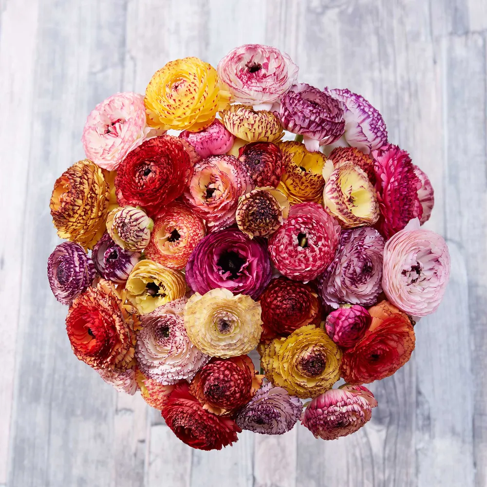 VEGSOW Ranunculus Bulbs - Picotee Mix