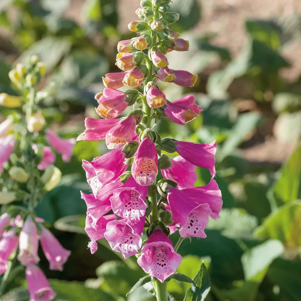 VEGSOW Dwarf Foxglove Seeds - Foxy Mix