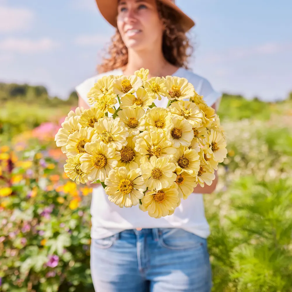 VEGSOW Isabellina Zinnia Seeds - Annual Heirloom Flower Seeds