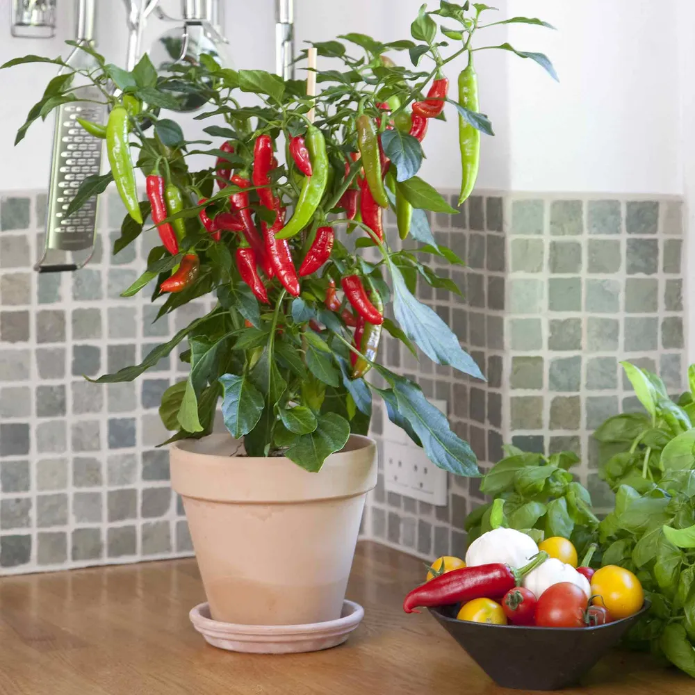 VEGSOW Hot Pepper Seeds - Kitchen Minis™ 'Hot Fajita'