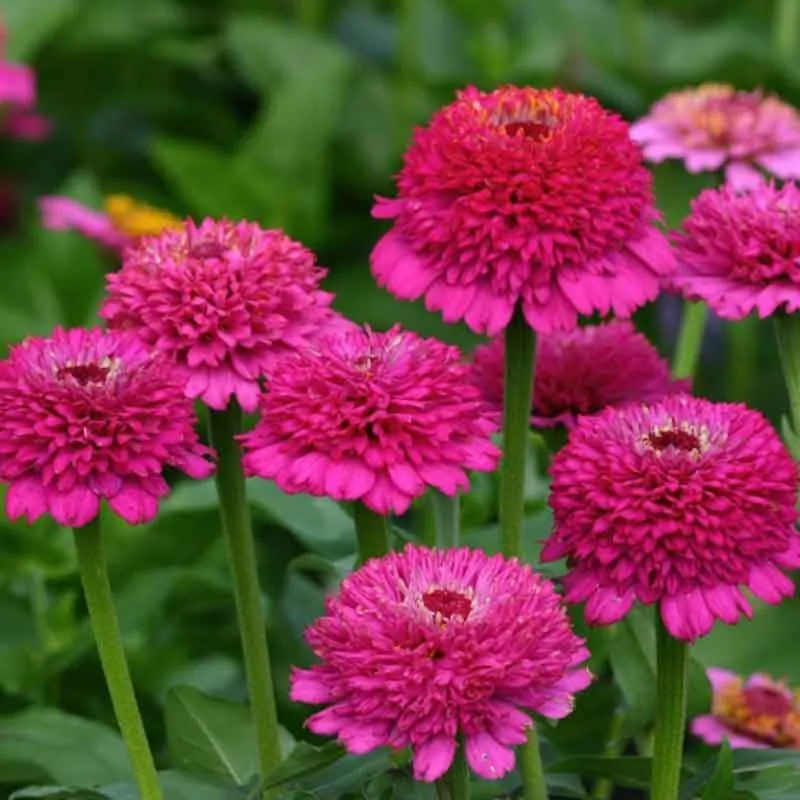 Zinderella Purple Zinnia Seeds - Double-Petal Scabiosa Flowered Zinnia elegans