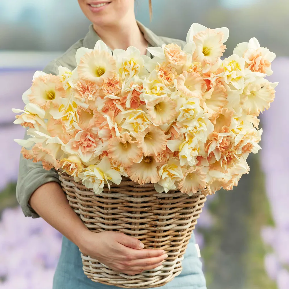 VEGSOW Daffodil Bulbs - Evelyn's Mix