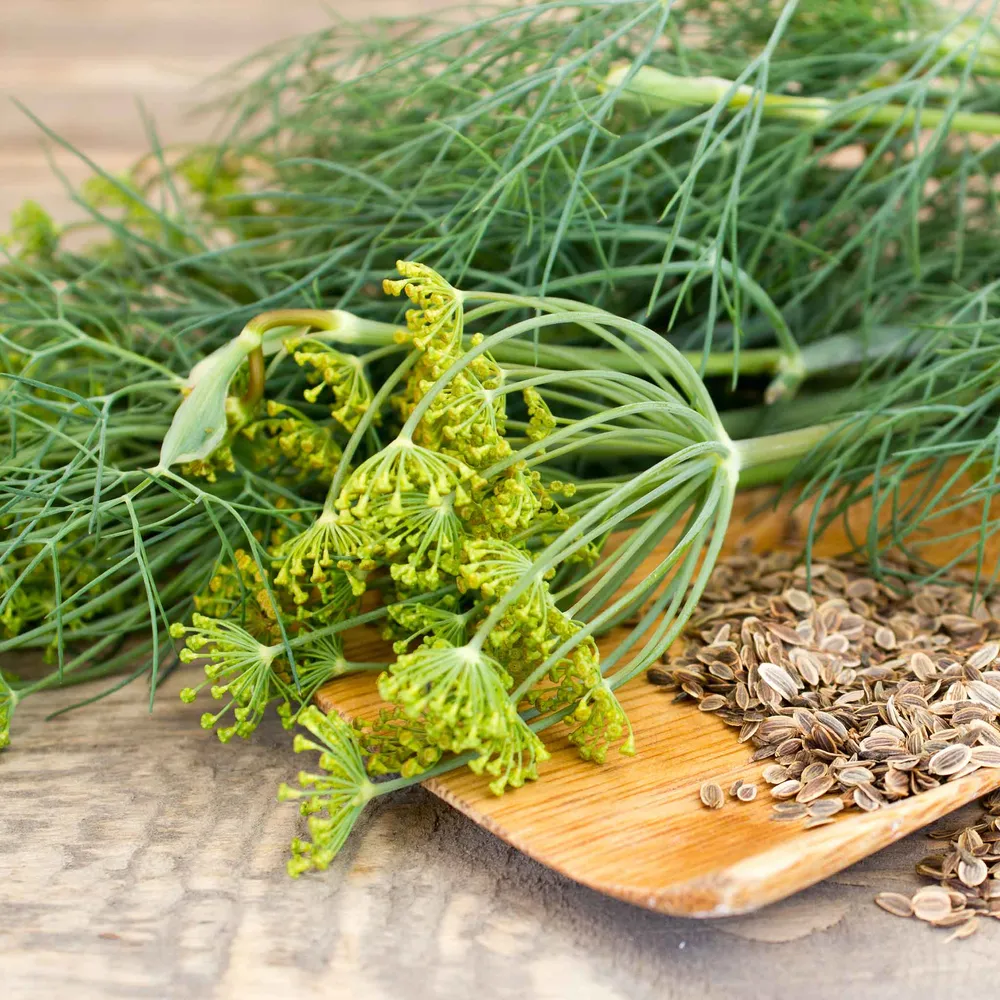 VEGSOW Dukat Dill Seeds - Heirloom Herb Seeds for Home Gardening