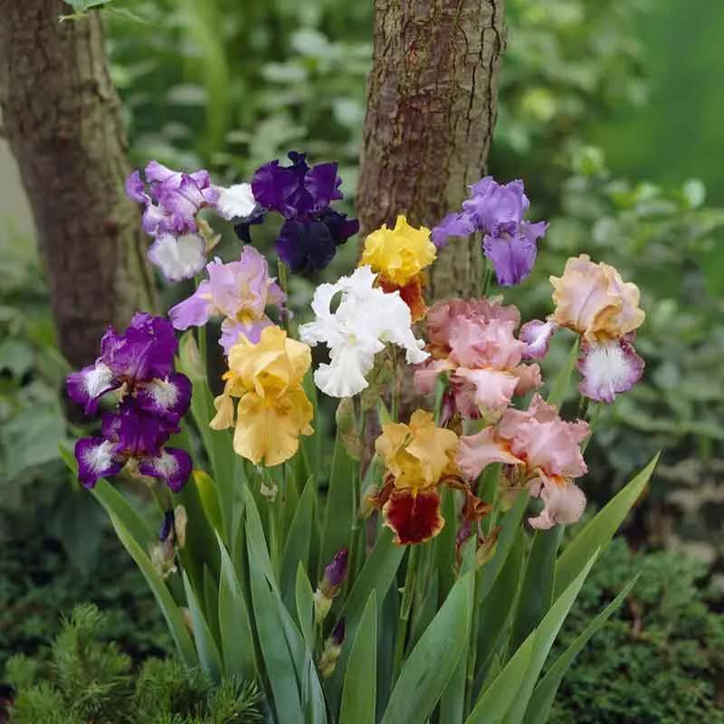 VEGSOW Re-Blooming Bearded Iris Bulbs - Mixed Variety Perennial Rhizomes