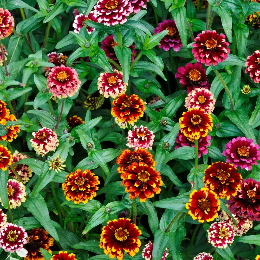 VEGSOW Aztec Sunset Zinnia Seeds - Vibrant Annual Flower Seeds