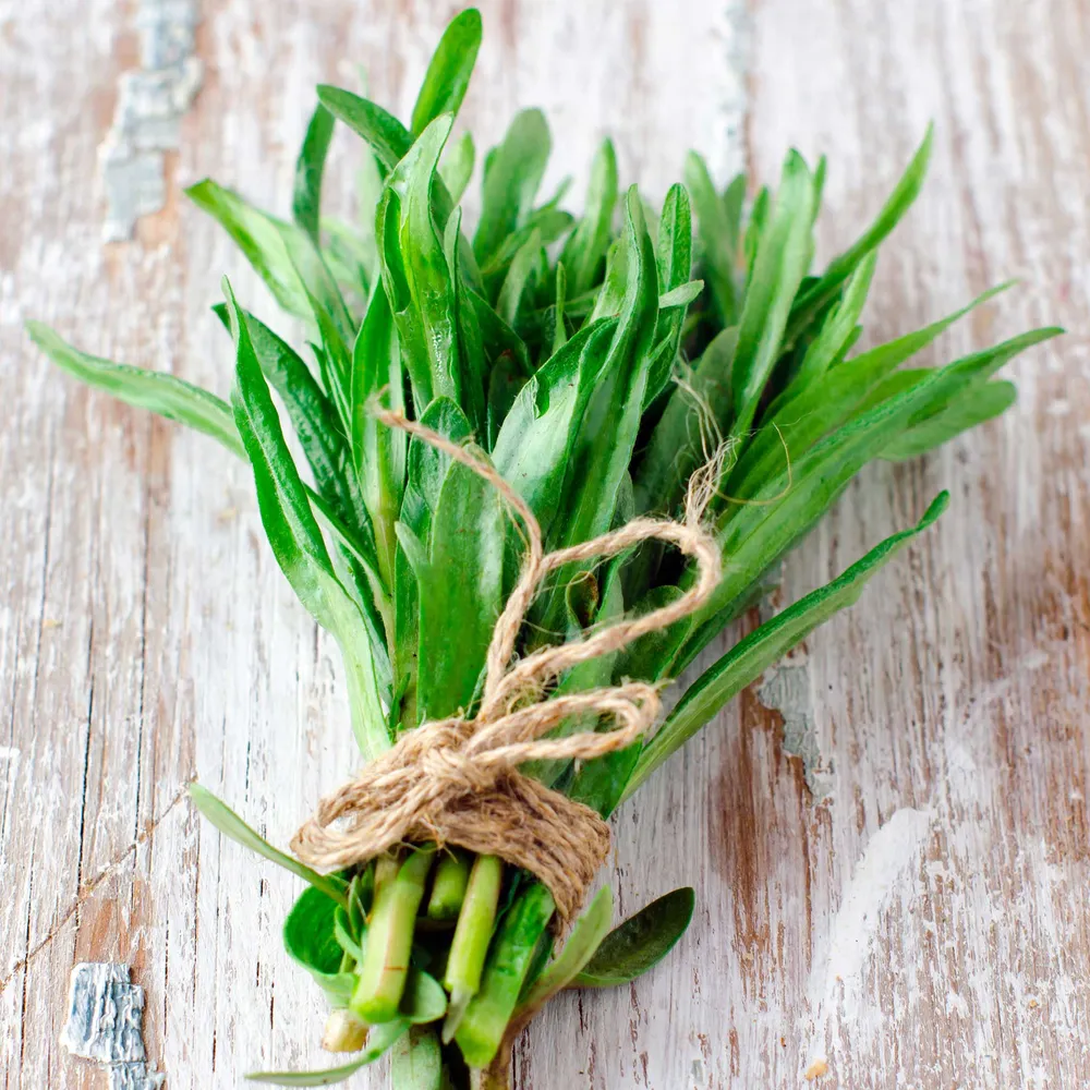 VEGSOW Tarragon Seeds - Heirloom Culinary Herb Seeds for Home Gardening
